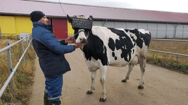 Cow dons VR headset on a Russian farm