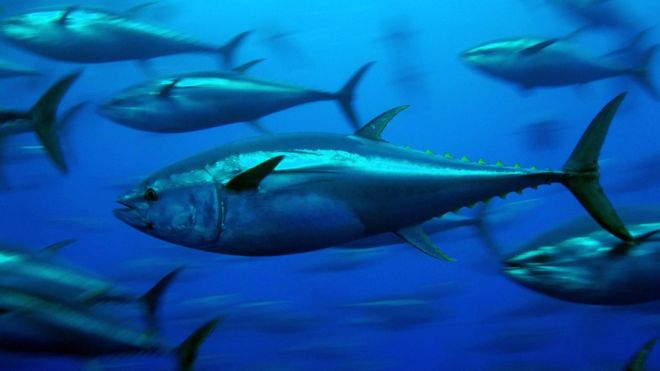 Атлантический синий тунец на поверхности воды, после того, как он был пойман рыболовом для отдыха