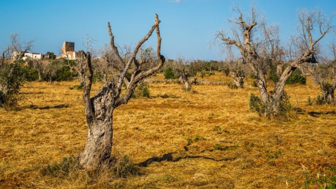 Olive trees killed by the disease in Italy