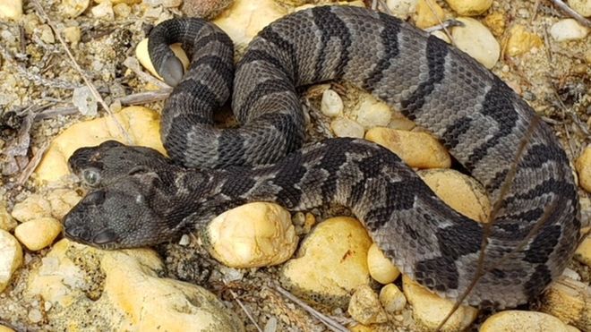 Rare two-headed snake hatches at exotic pet shop in Devon