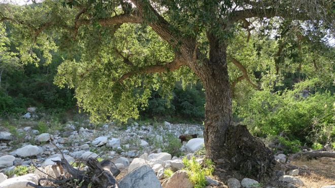 Encino arroyero a orillas de un arroyo en la Sierra La Laguna