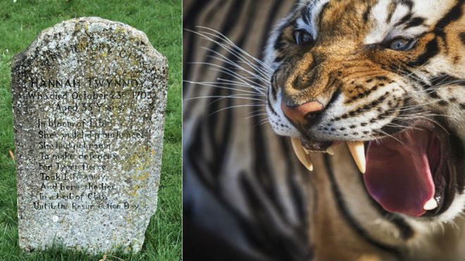 могильный камень и тигр