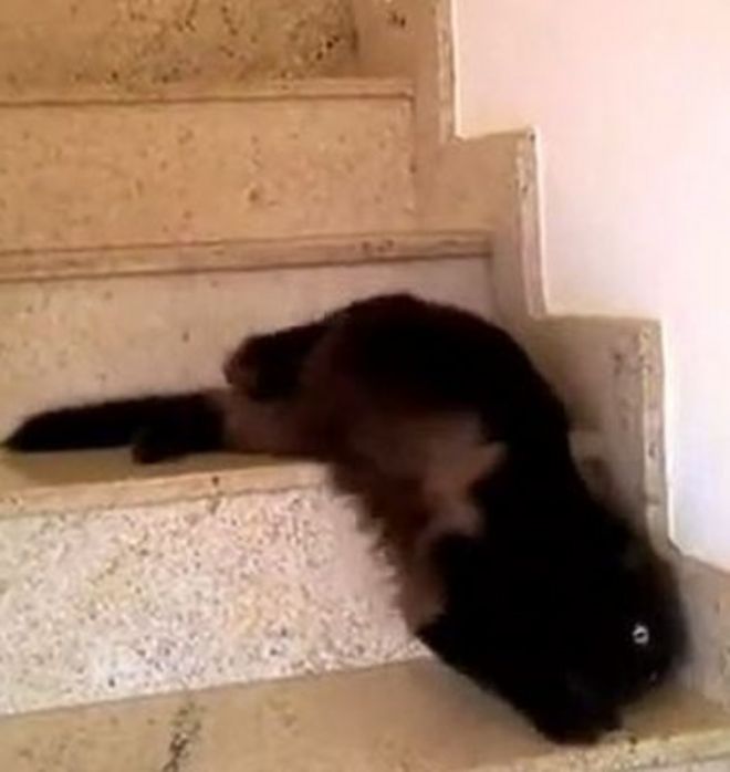 Кадр из видео с котом