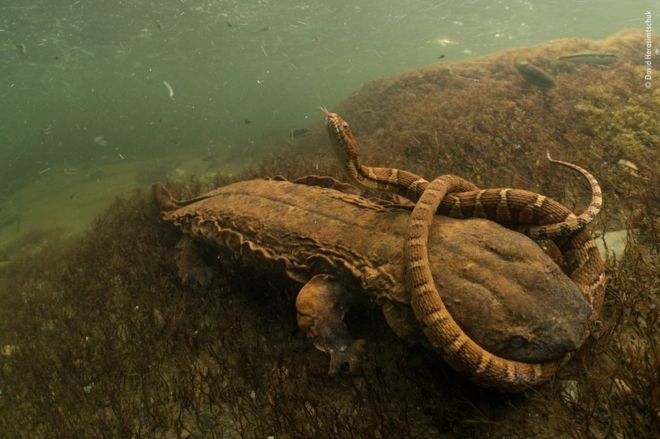 Саламандра Хеллбендера борется с северной водяной змеей