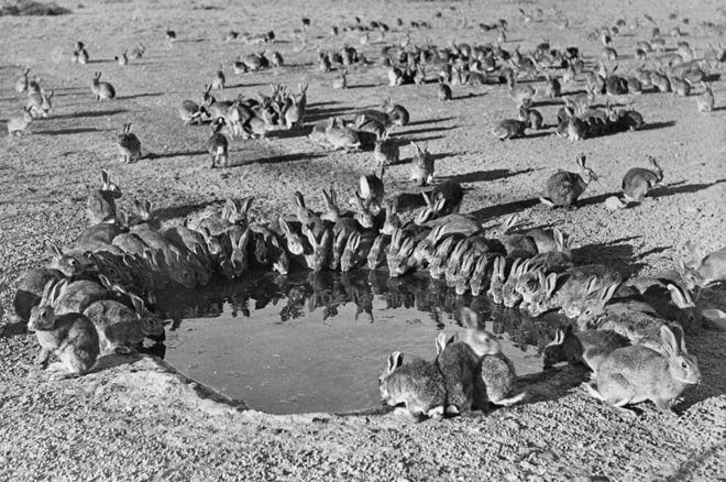 Conejos en Australia en 1938