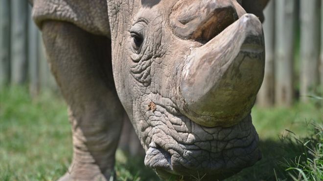 Sudán era el último rinoceronte blanco del norte macho.