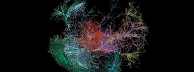 Нейронная сеть мыши