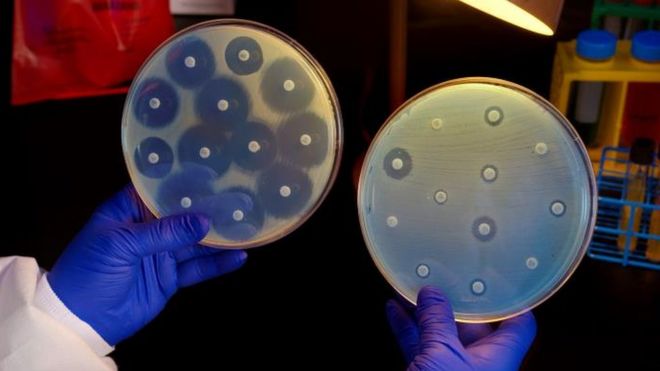 Culturas de bactérias resistentes