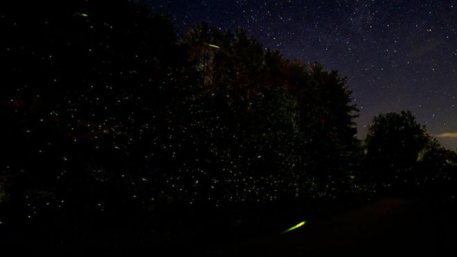 Карла Роудс, фотограф, занимающийся охраной дикой природы, сфотографировала светлячков в горах Катскилл в Нью-Йорке, США