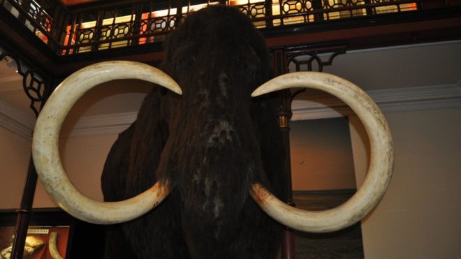 Шерстистый мамонт, Ипсвичский музей
