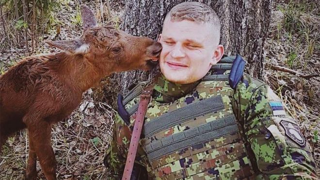 Потерянный лосенок лижет эстонского солдата