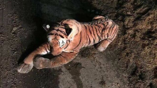 tiger toy scares cat