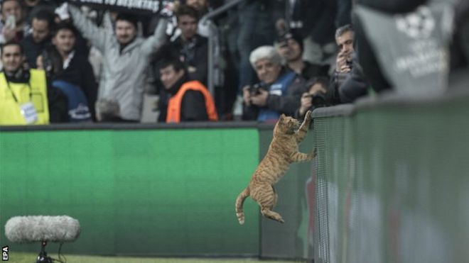 Ginger cat on the pitch in Turkey