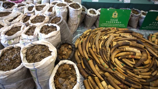 Весы панголина и бивни слонов, изъятые таможенниками в Гонконге, 1 февраля 2019 года