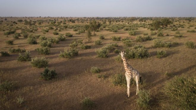 Жираф стоит в Зоне Жирафа Нигера, прежде чем его поймают.
