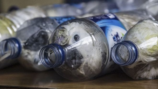 Какаду, которые были успешно защищены от незаконной торговли дикими животными в пустых бутылках в Индонезии