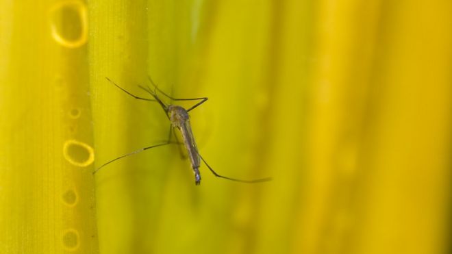 Mosquito pousado em superfÃ­cie com cor amarela