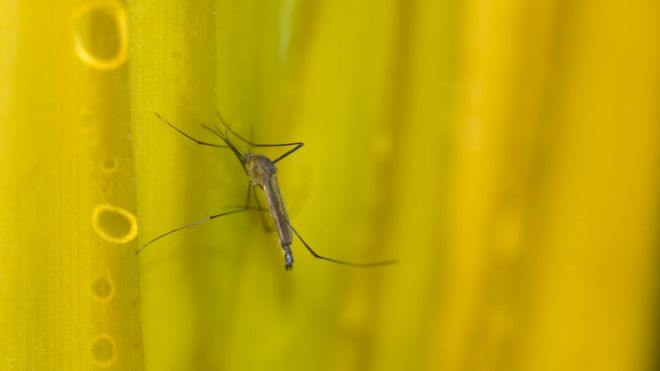 Febre amarela: Com baixa procura por vacinação, verão traz risco de novo surto