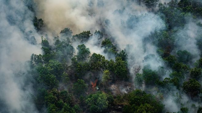 Omnibus Law: UU Cipta Kerja Berdampak Pada Hutan Dan Orang-orang Adat ...