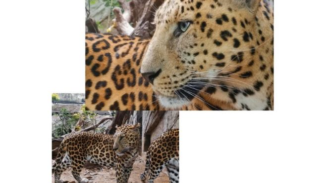 Изображения леопарда, сделанные с помощью телефона P20 Pro