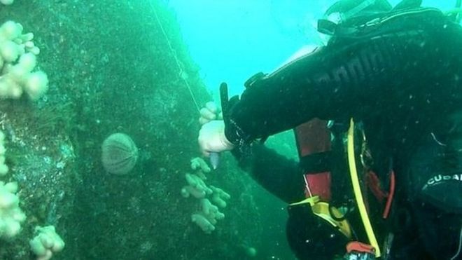 Дайвер под водой