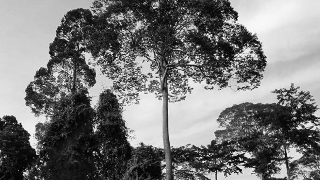 Фотографии тропического леса Борнео, сделанные герцогиней Кембриджской.