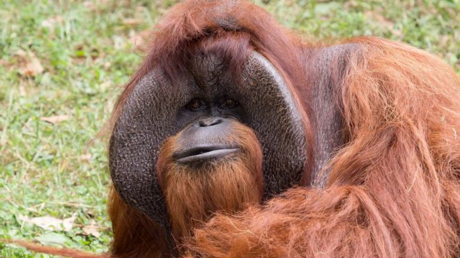 Zoo Atlanta photo shows Chantek the orangutan in Atlanta, Georgia
