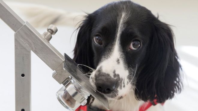 Freya, cachorrinha Springer Spaniel, que foi treinada para sentir o cheiro de malária