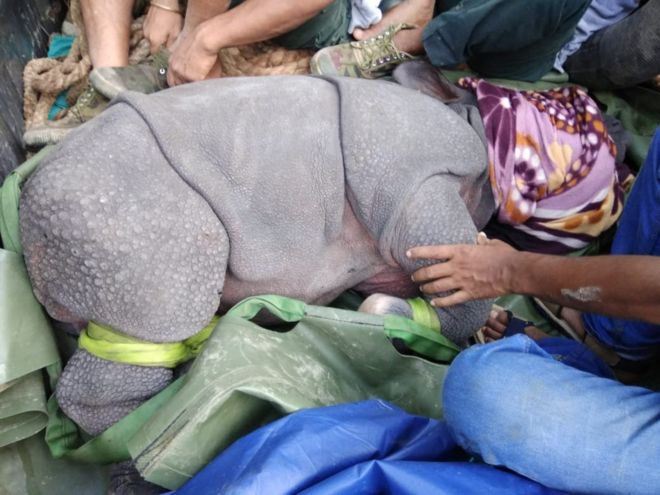 5 சதவீதம் தண்ணீரில் மூழ்கிய காசிரங்கா பூங்கா