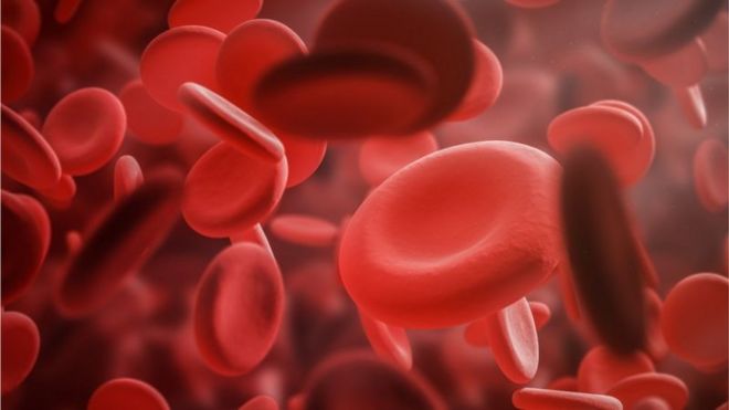 گلبول‌های قرمز خون اکسیژن را از ریه‌ها به تمام بدن می‌رسانند