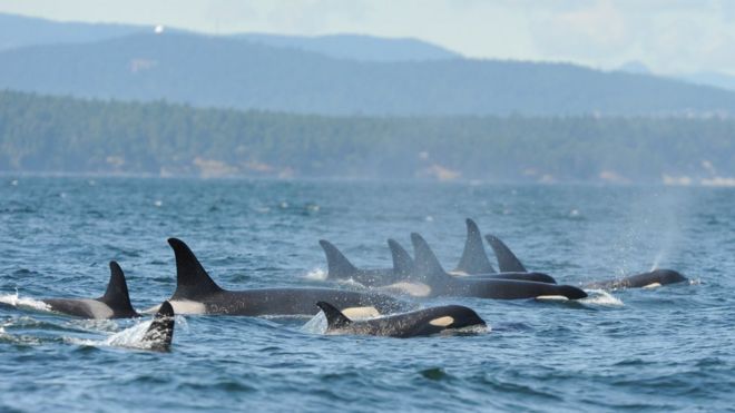 Спинные плавники группы китов выглядывают из-под воды