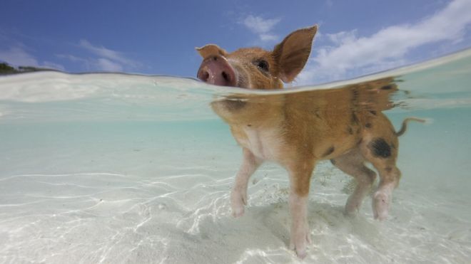 Cerdo en el mar caribeño