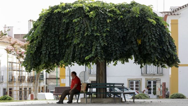 man under tree in portugal