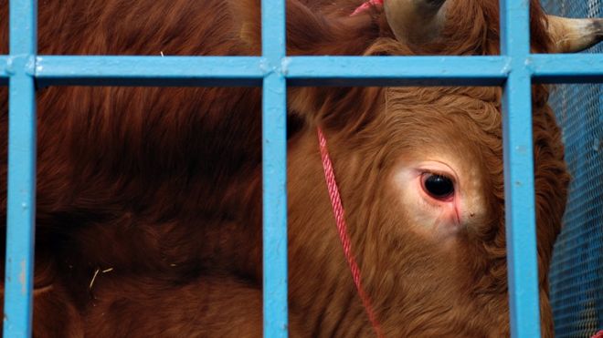 Close no rosto de uma vaca viva dentro de uma jaula