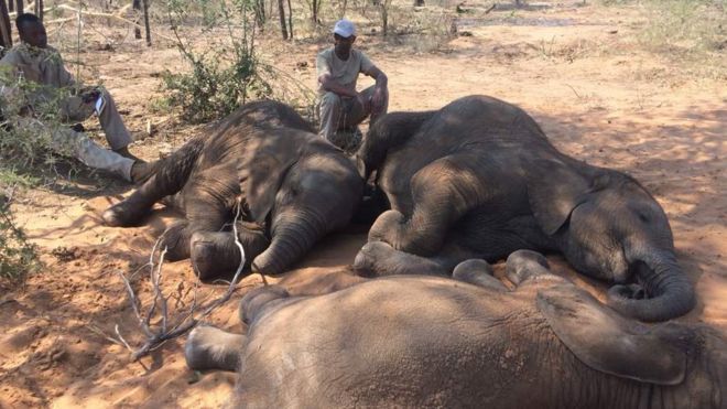 鼻でなでる姿も 仲間の死を悼む野生のゾウ スリランカ cニュース