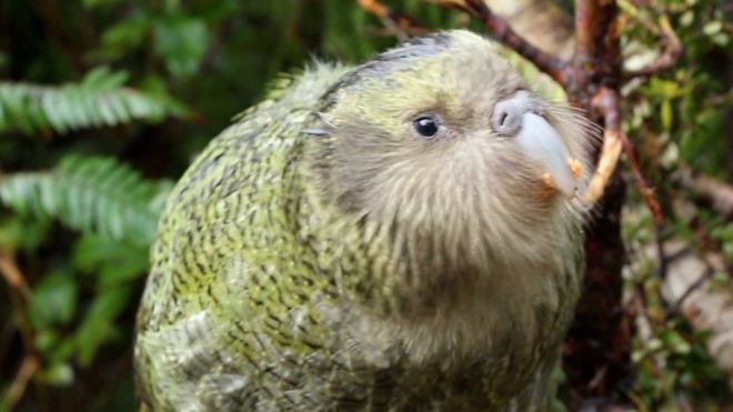 Kakapo - Bird of the year in New Zealand
