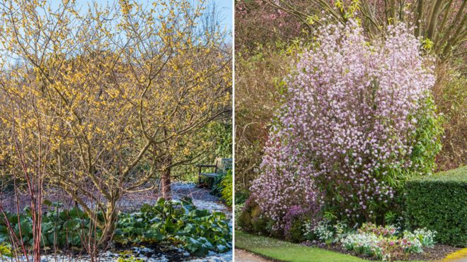 Chimonanthus praecox 'Grandiflorus' (слева); «Жаклин По Дафна блоустиль»; (справа)