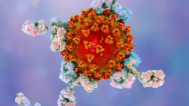 Ilustração de anticorpos atacando o vírus causador da covid-19