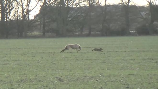 Собака в погоне за зайцем в Линкольншире