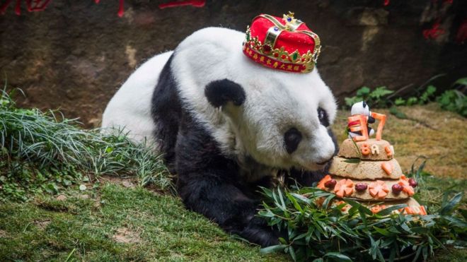Basi sniffs a birthday cake prepared by her keepers at Fuzhou Panda World
