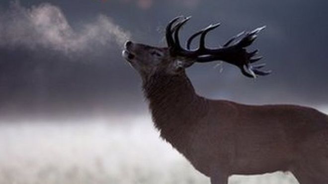 Red deer stag