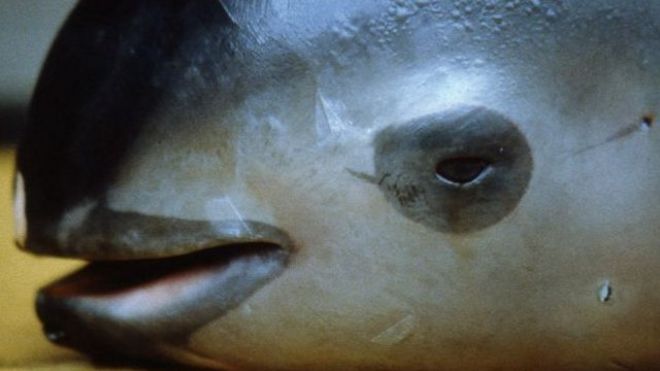 報告稱，除非繼續嚴禁刺網捕撈並有效執法，否則按照目前的衰減率，小頭鼠海豚可能在2022年滅絶。