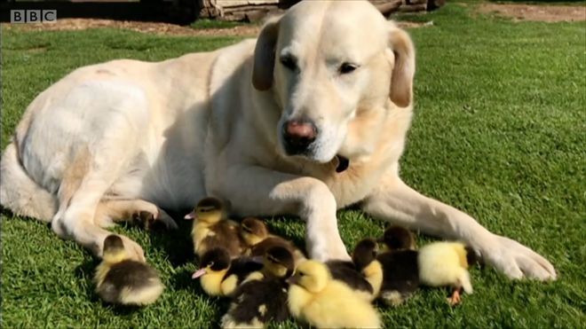 Labrador adota filhotes de pato abandonados