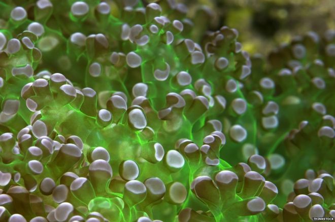 Флуоресцентный зеленый мягкий коралл, виды Euphyllia