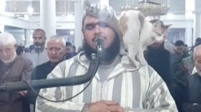 Walid Mehsas na paka katika mabega yake
