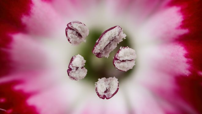 Estambres con polen en un clavel rojo