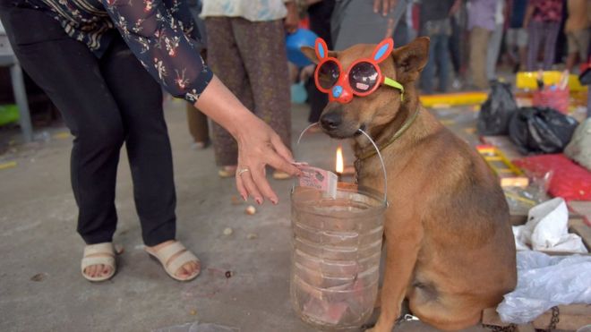 A woman offers money to a dog "begging" at a temple during the start of the Lunar New Year in Kandal, Cambodia, on February 16, 2018