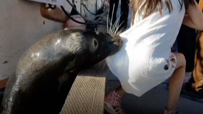 Viral Video Appears to Show Man Harass Sea Lions in San Francisco – NBC Bay  Area