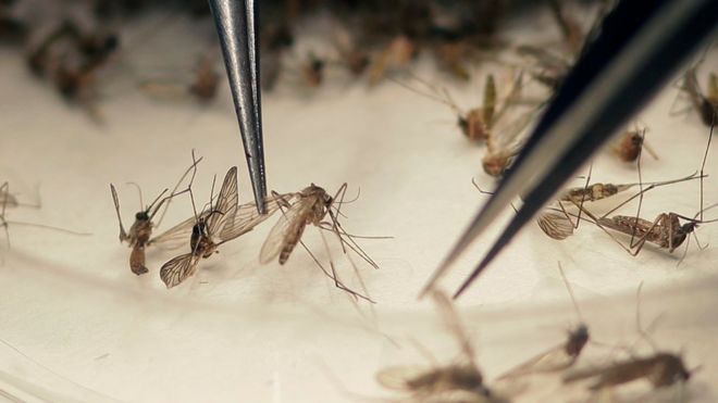 Микробиолог Спенсер Локвуд округа Даллас, округ Колумбия, сортирует комаров, собранных в ловушку, в четверг, 11 февраля 2016 г.,