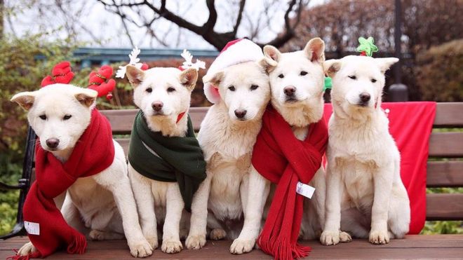 South Korea's former president Park Geun-hye's pet dogs are seen in this handout picture provided by the Presidential Blue House and released by News1 on 24 December 2015.